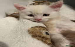 Maine Coon cats for sale: Purebred Maine Coon kittens - Image 8