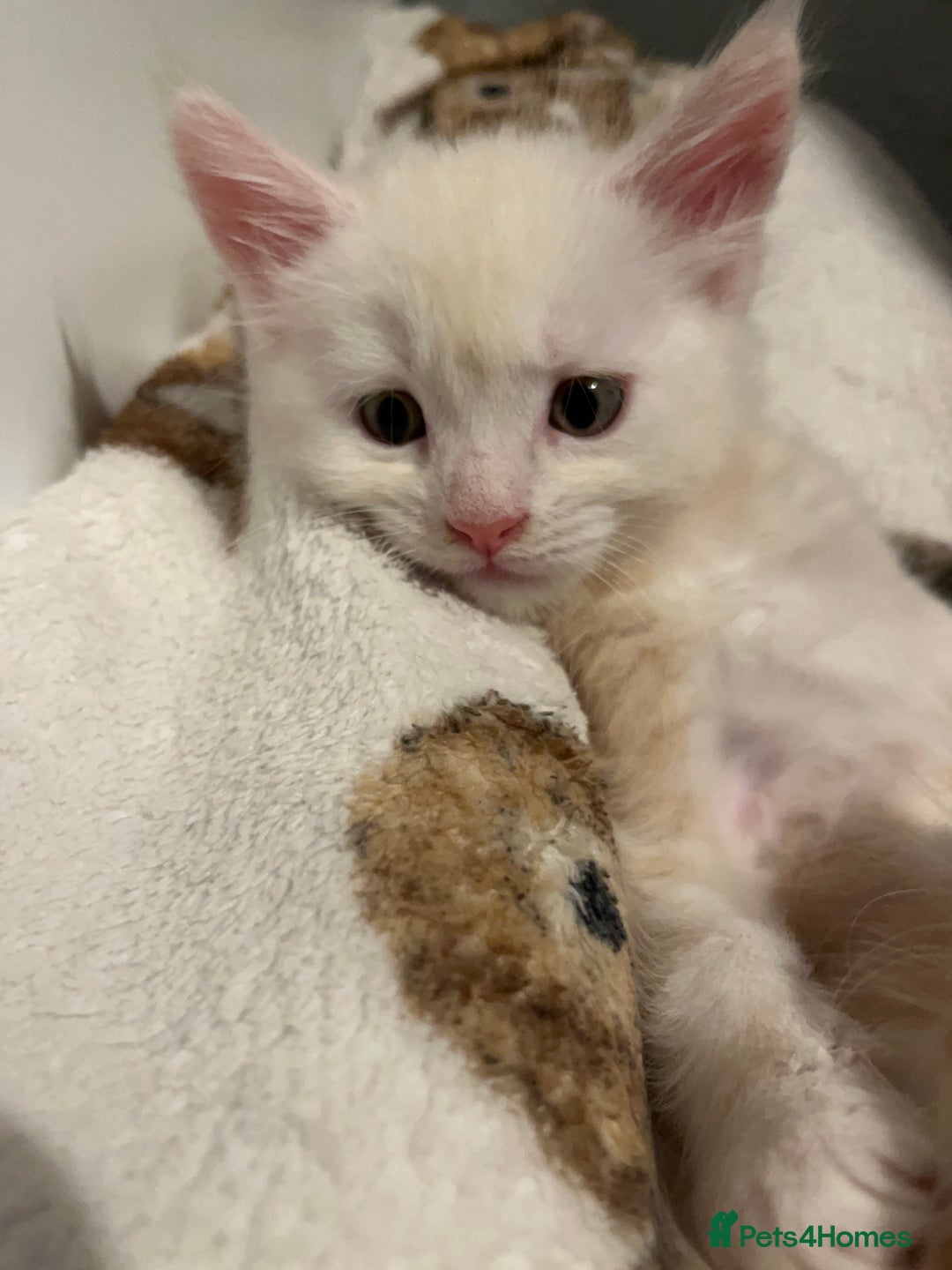 Maine Coon cats for sale: Purebred Maine Coon kittens - Image 8