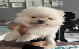 Pomeranian dogs for sale: Pomeranian Puppies – Ready Soon  - Image 11