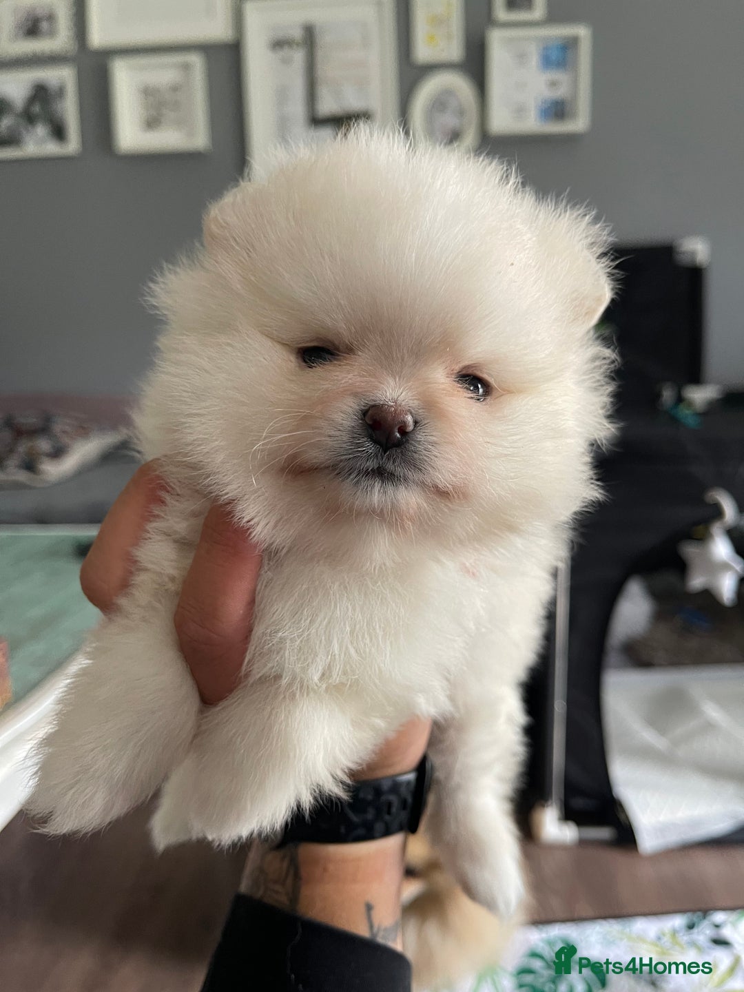 Pomeranian dogs for sale: Pomeranian Puppies – Ready Soon  - Image 11