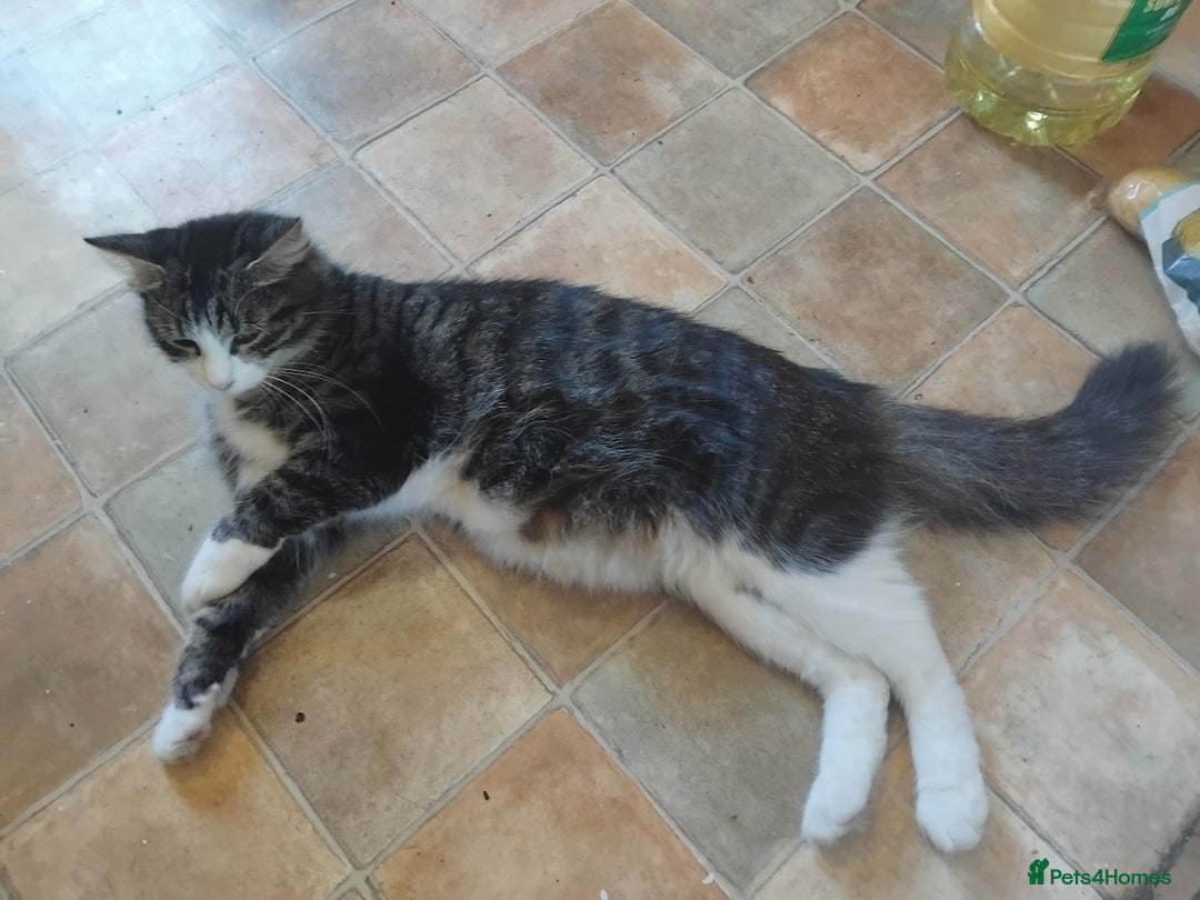 Mixed Breed cats for sale: Mix maine cone kittens  - Image 28