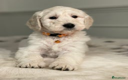 Goldendoodle dogs for sale: Stunning Goldendoodle puppies - Image 11