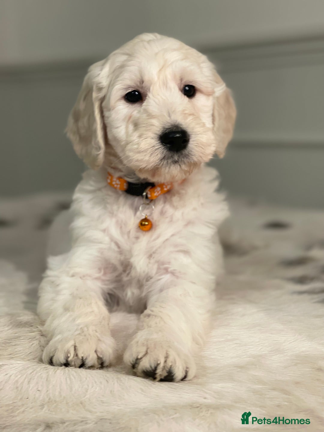 Goldendoodle dogs for sale: Stunning Goldendoodle puppies - Image 11