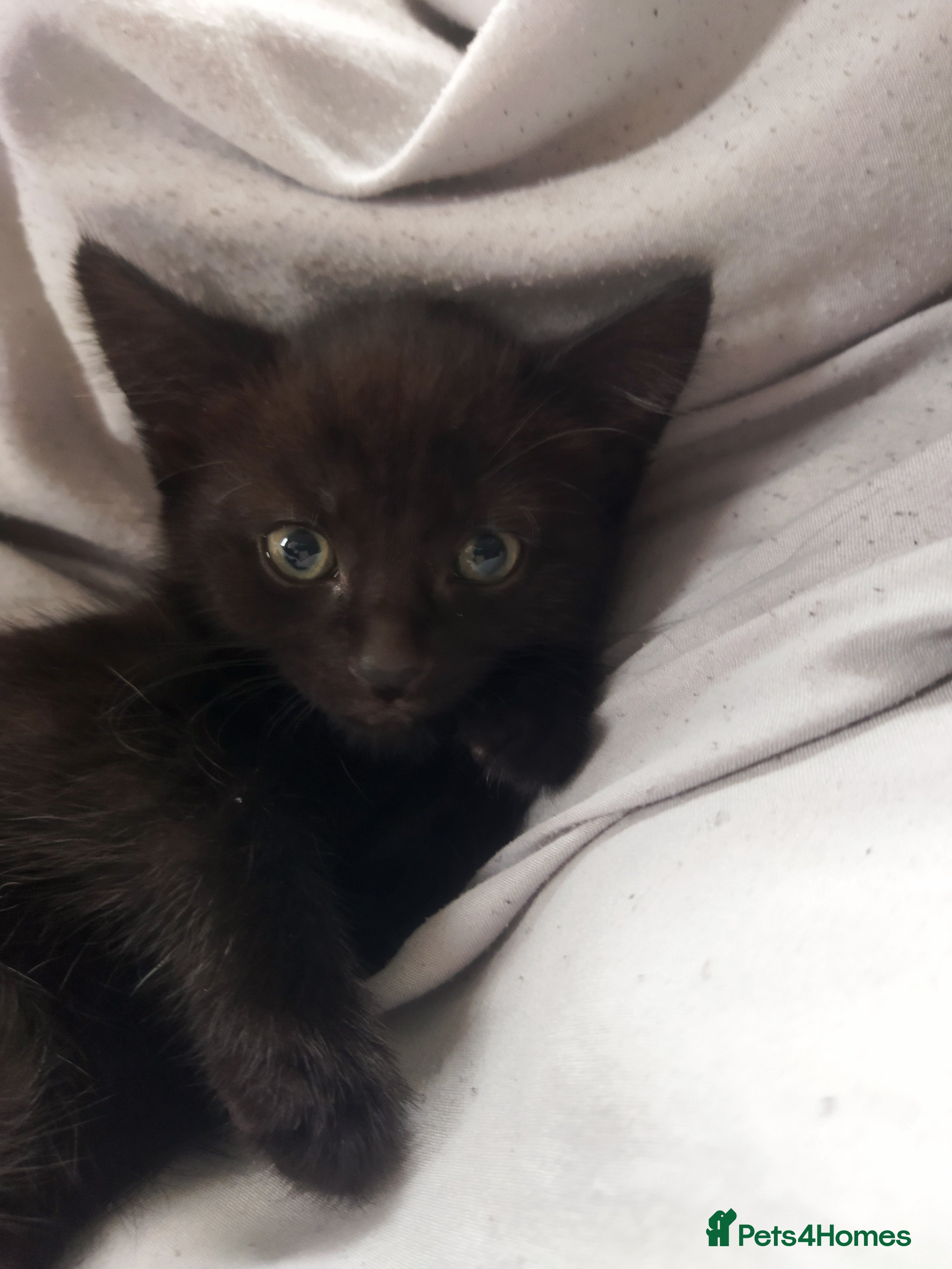 Bengal cats Beautiful kitten ready for new home 🐾🐈 - Advert 2