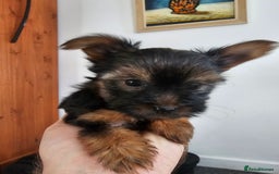 Yorkshire Terrier dogs for sale: Yorkie puppies - Image 3