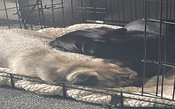 Pug dogs for sale: 4 beautiful pugs for sale 1 boy 3 girls  - Image 11