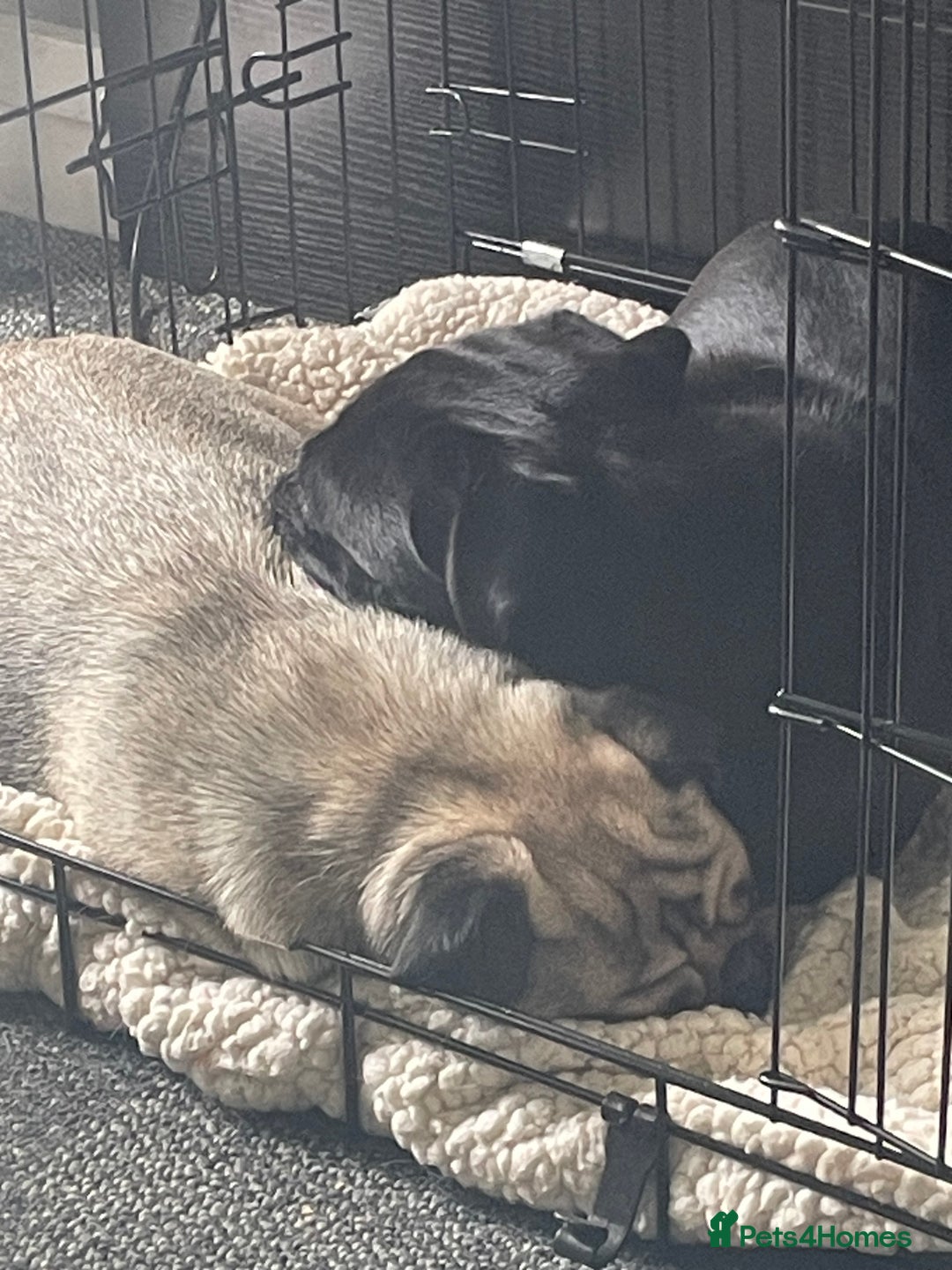 Pug dogs for sale: 4 beautiful pugs for sale 1 boy 3 girls  - Image 11