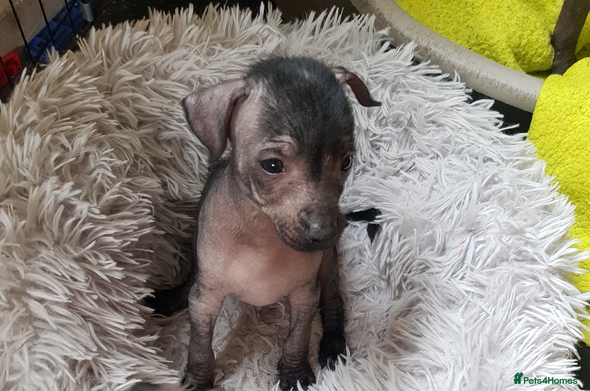 Mexican Hairless dogs Mexican hairless mini girls - Advert 5
