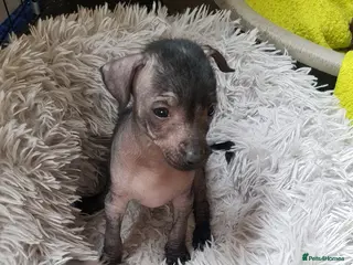 Mexican Hairless dogs Mexican hairless mini girls - Advert 5