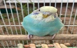 Budgerigars birds for sale: Young budgies for sale in Norbury - Image 10