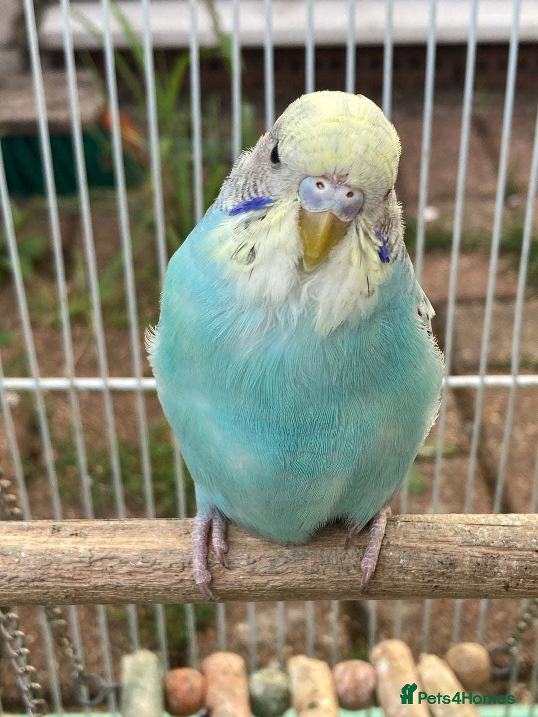 Budgerigars birds for sale: Young budgies for sale in Norbury - Image 10