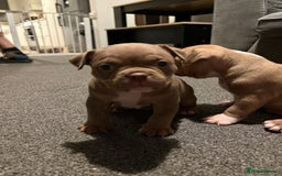 American Bully dogs for sale: Micro Bully puppies for sale!  - Advert 8