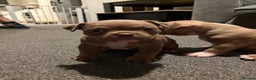 American Bully dogs for sale: Micro Bully puppies for sale!  - Advert 12