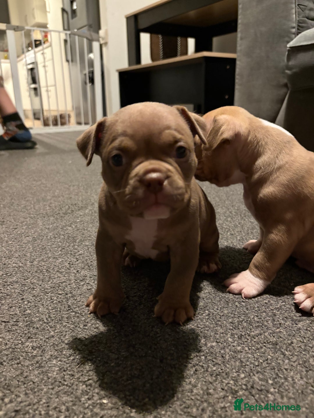 American Bully dogs for sale: Micro Bully puppies for sale!  - Advert 8