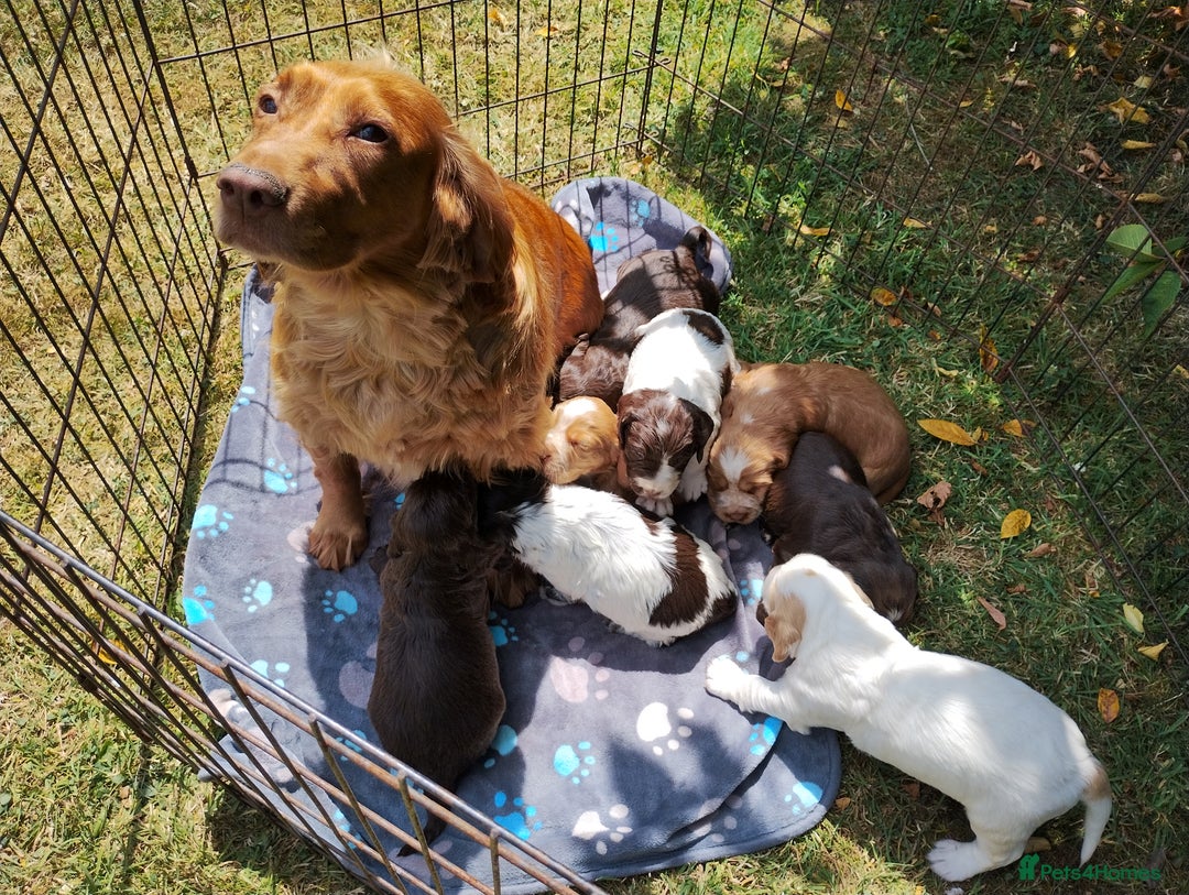 Cocker Spaniel dogs for sale: Cocker Spaniel Puppies - Image 19