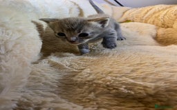 British Shorthair cats for sale: Rag doll cross breads  - Image 4