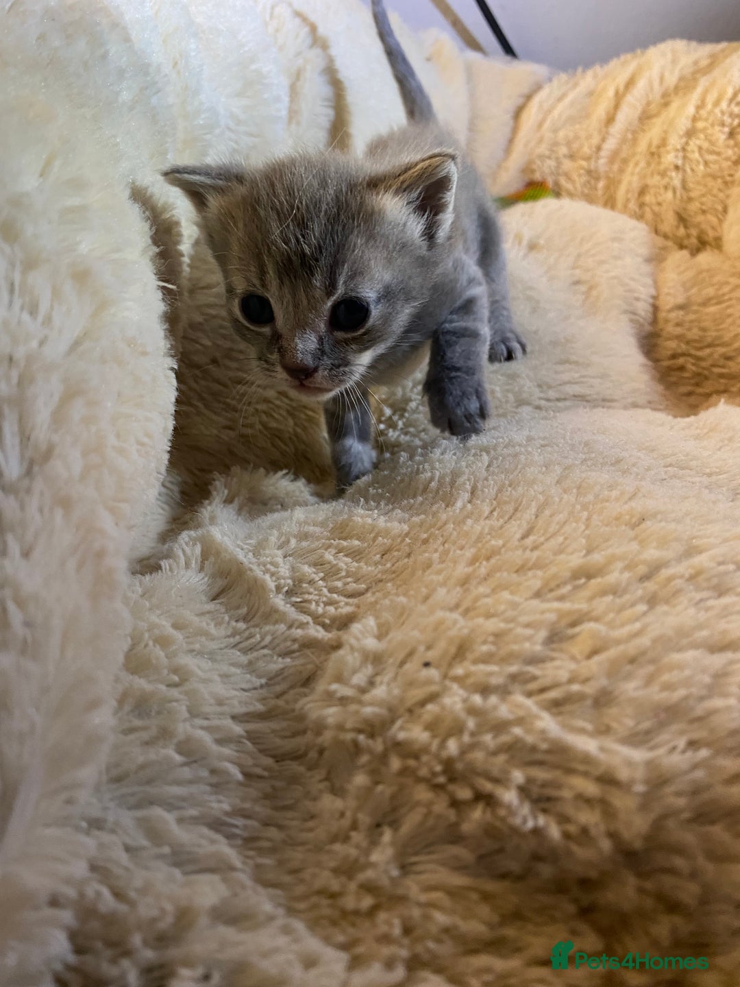 British Shorthair cats for sale: Rag doll cross breads  - Image 4