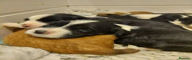 Tibetan Terrier 1