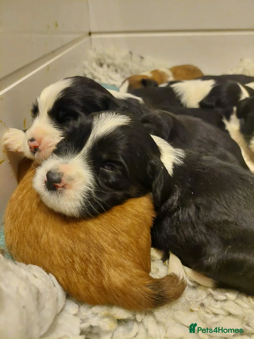 Tibetan Terrier dogs for sale: Kc registered litter of Tibetan terriers  - Advert 13