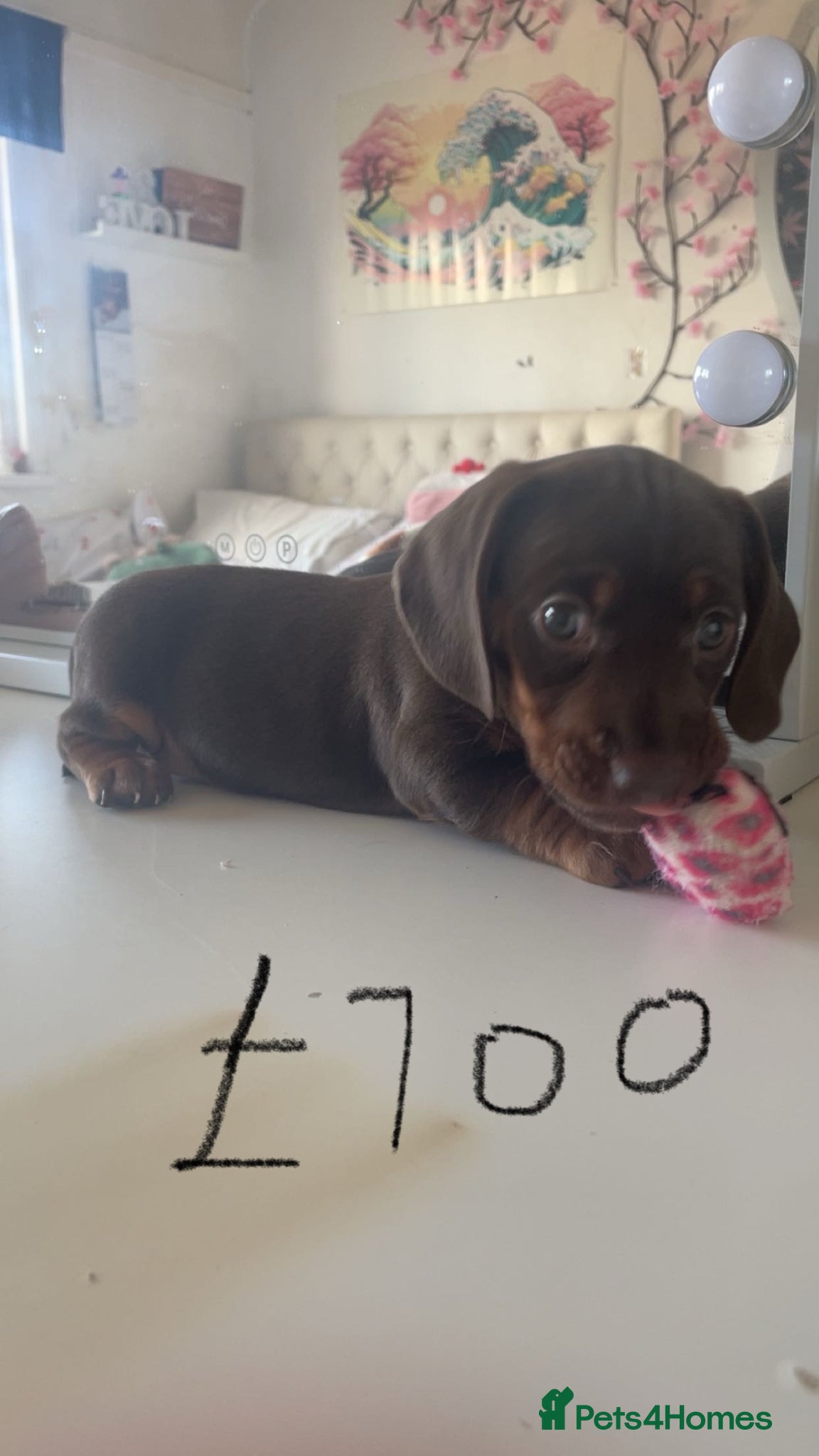 Dachshund dogs Puppy’s girl and boy  - Advert 3
