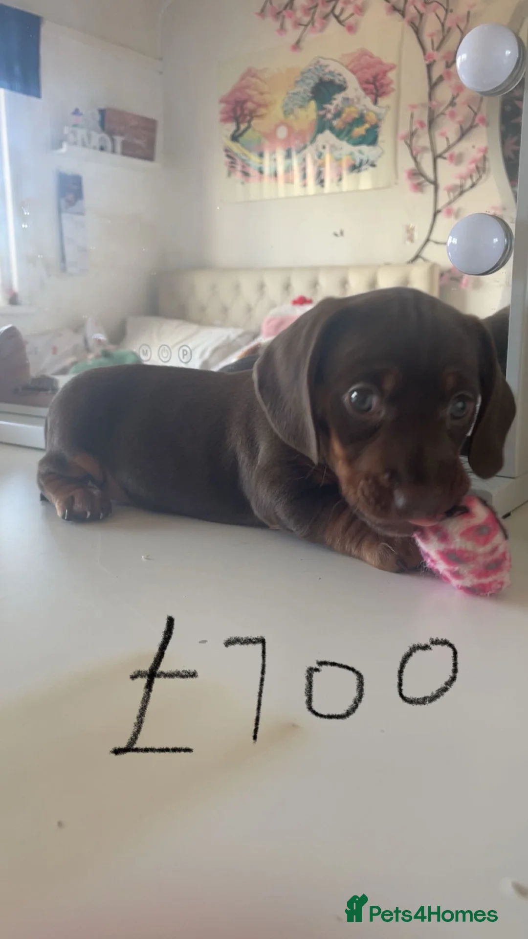 Dachshund dogs for sale: Puppy’s girl and boy  - Advert 1