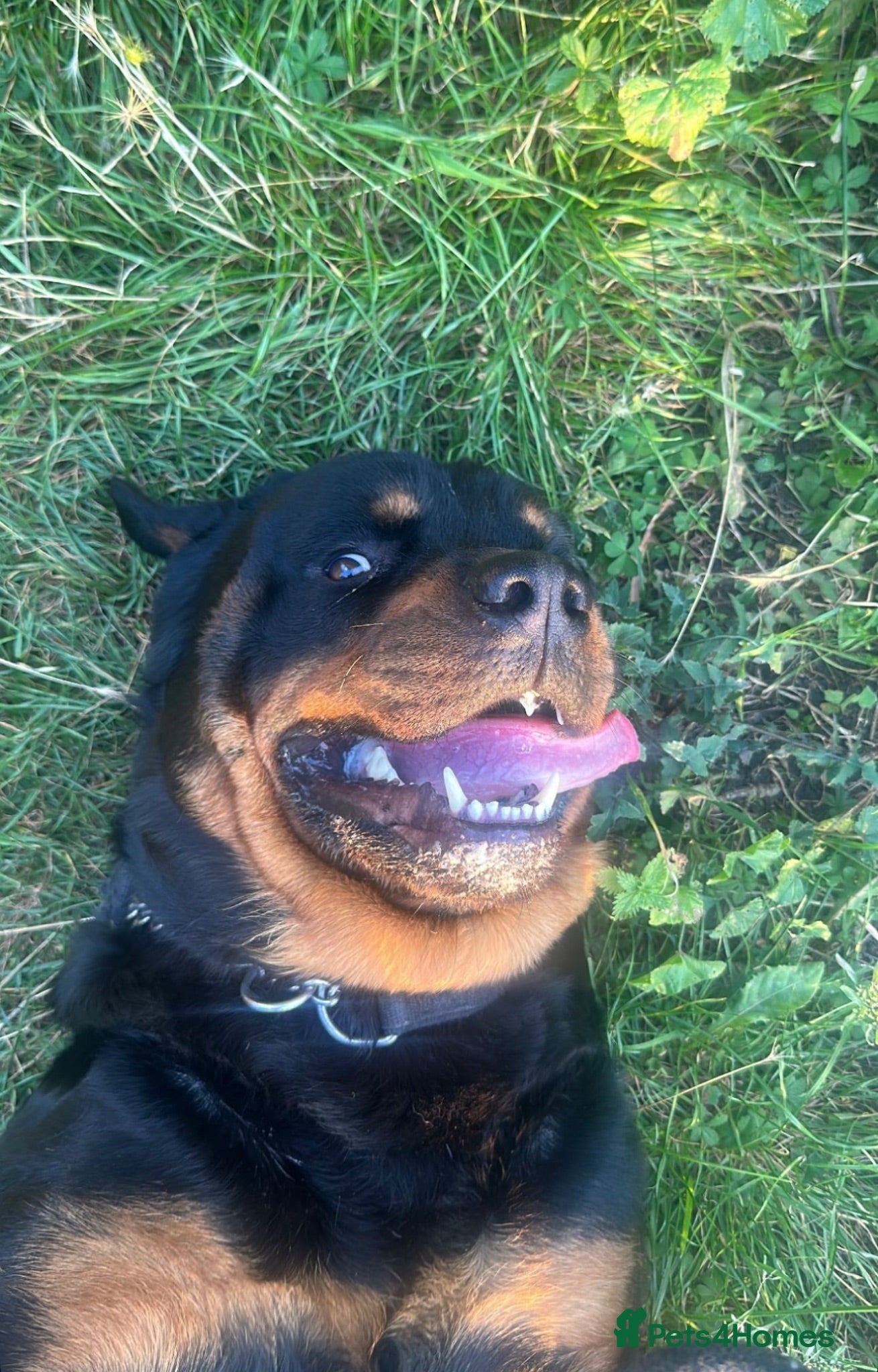 Rottweiler dogs Beautiful 6yr old Rottie  - Advert 3