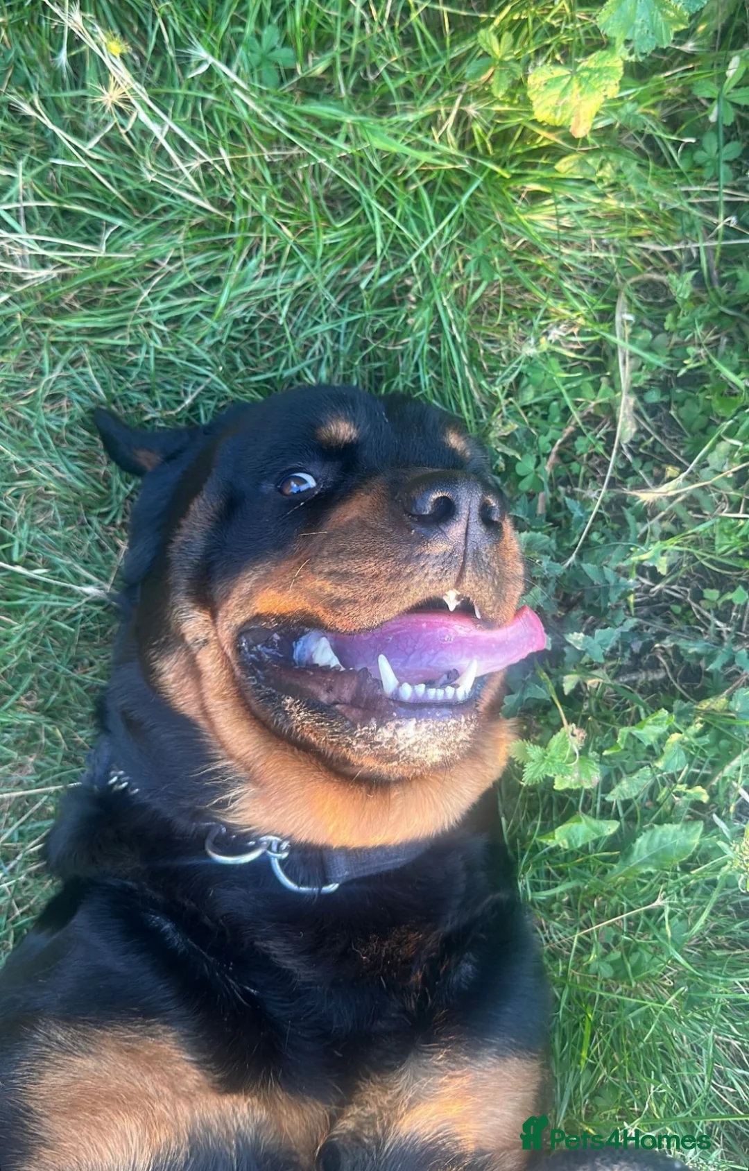 Rottweiler dogs for sale: Beautiful 6yr old Rottie  in London - Advert 1