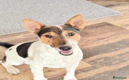 Fox Terrier dogs for adoption: Sweet Mizzo looking for LOVE - Image 1