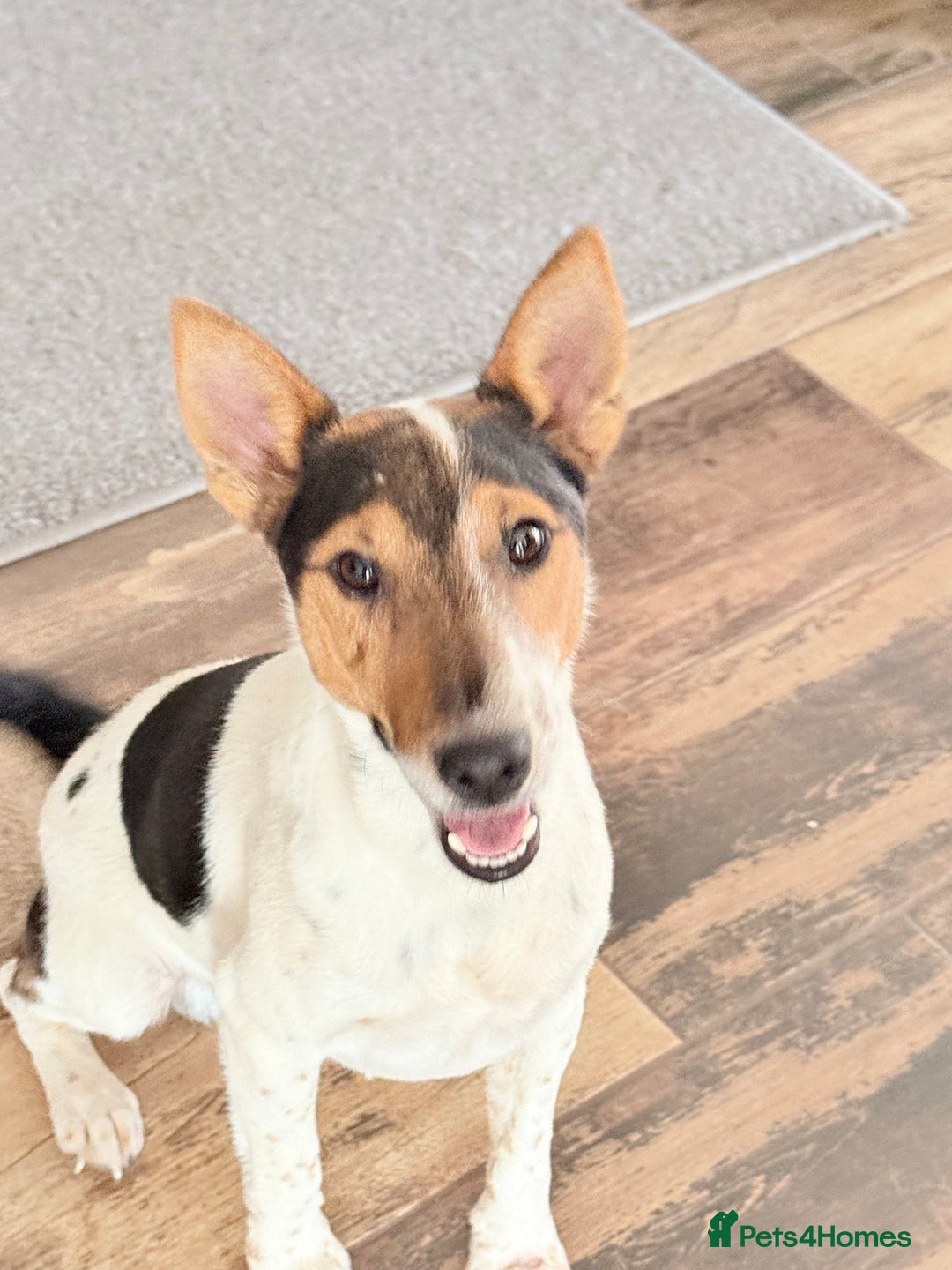 Fox Terrier dogs for adoption: Sweet Mizzo looking for LOVE - Image 1