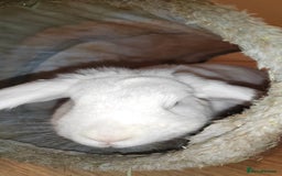Beveren rabbits for sale: Star our fluffy white rabbit - Image 3