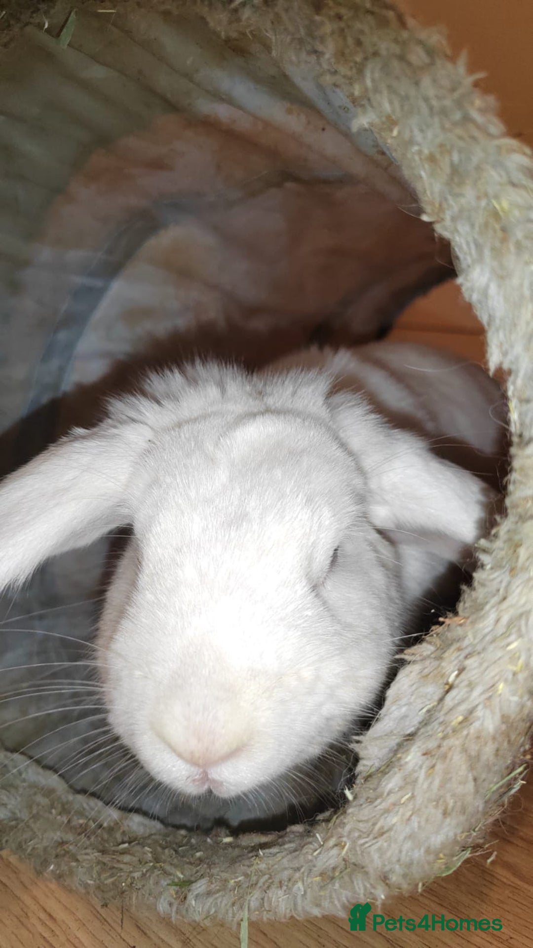 Beveren rabbits for sale: Star our fluffy white rabbit - Image 3