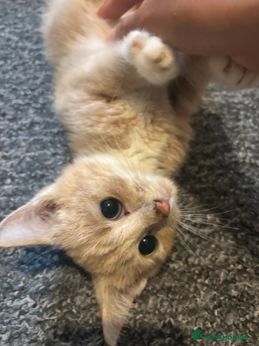 Mixed Breed cats for sale: Orange fluffy cat - Advert 1