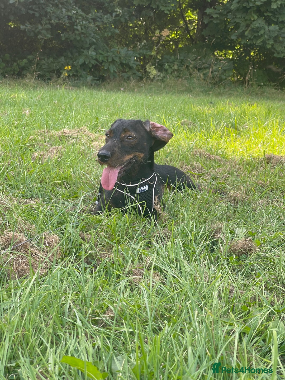 Dachshund dogs for stud: STUD Dachshund wired haired boy  in Rotherham - Advert 5