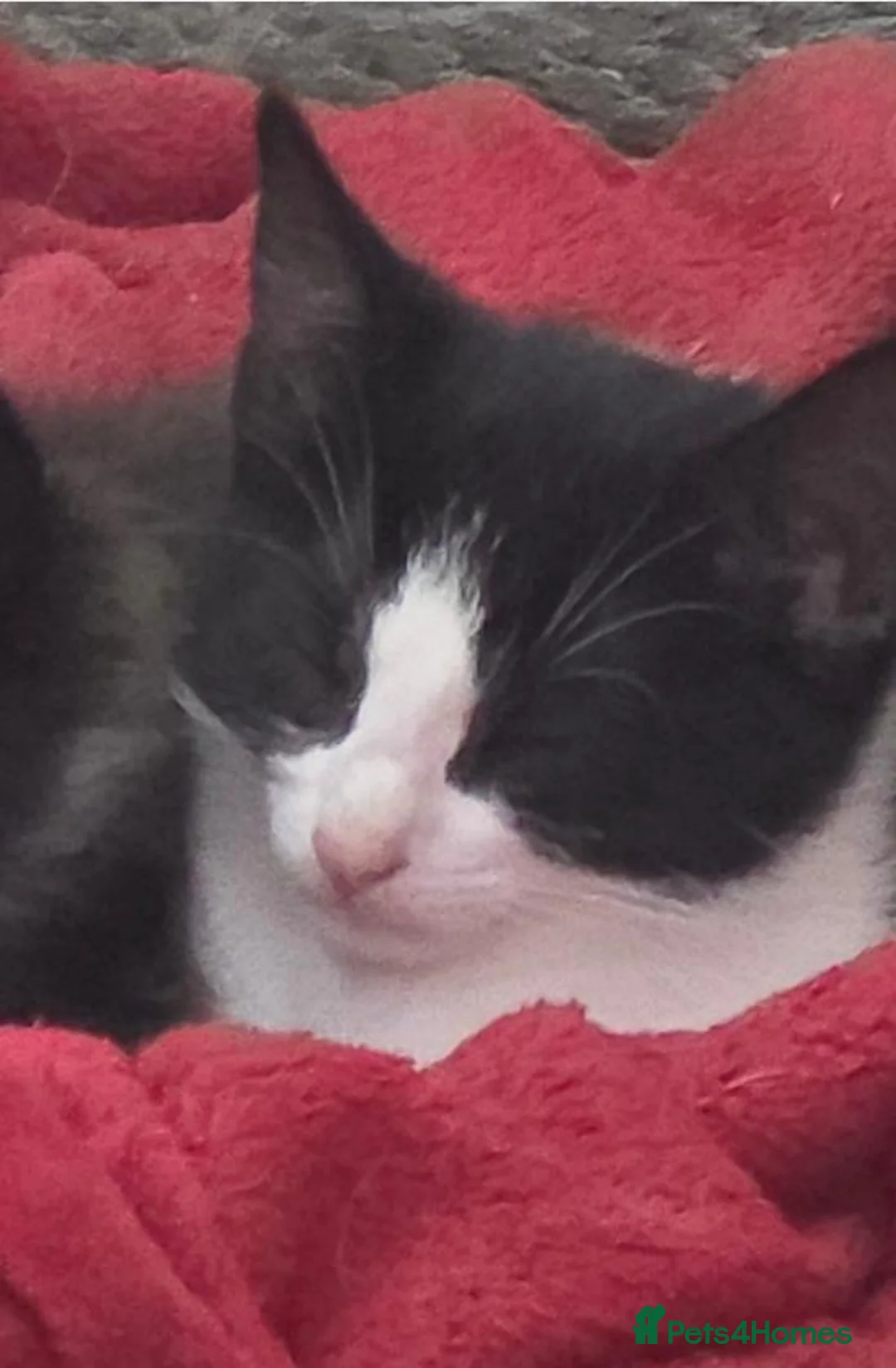 Mixed Breed cats for sale: 1 beautiful kitten  - Advert 2