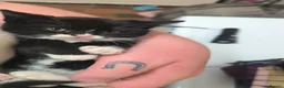 Domestic Shorthair cats for sale: Tuxedo kittens in Holywell - Advert 7