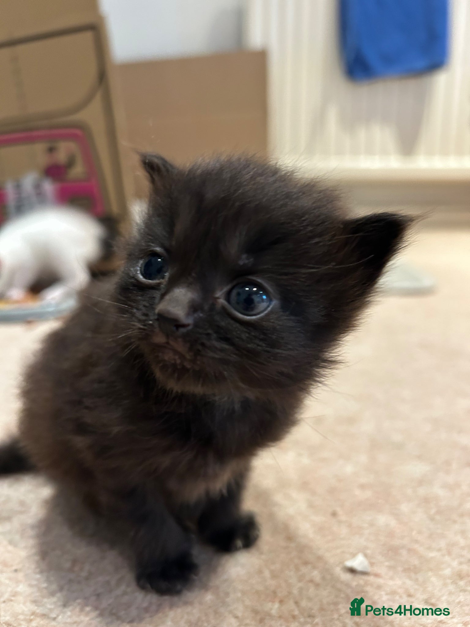 Ragdoll cats Male black ragdoll - Advert 5