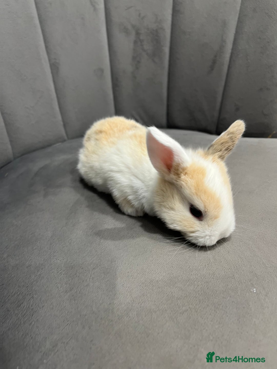 Dwarf Lop rabbits for sale: Beautiful litter of baby bunnies. - Advert 8