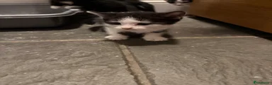 Mixed Breed Kitten 2