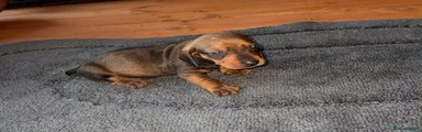 Miniature Dachshund 2