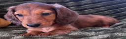 Dachshund dogs for sale: Longhaired Dappled KC reg Standard Dachshund  - Advert 3