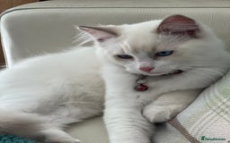 Ragdoll cats for sale: Rarest colour pedigree Ragdoll kittens - Image 1