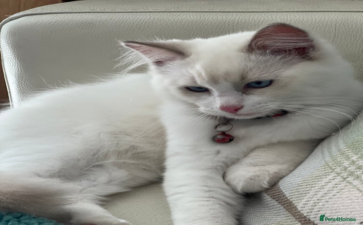 Ragdoll cats - Advert 3