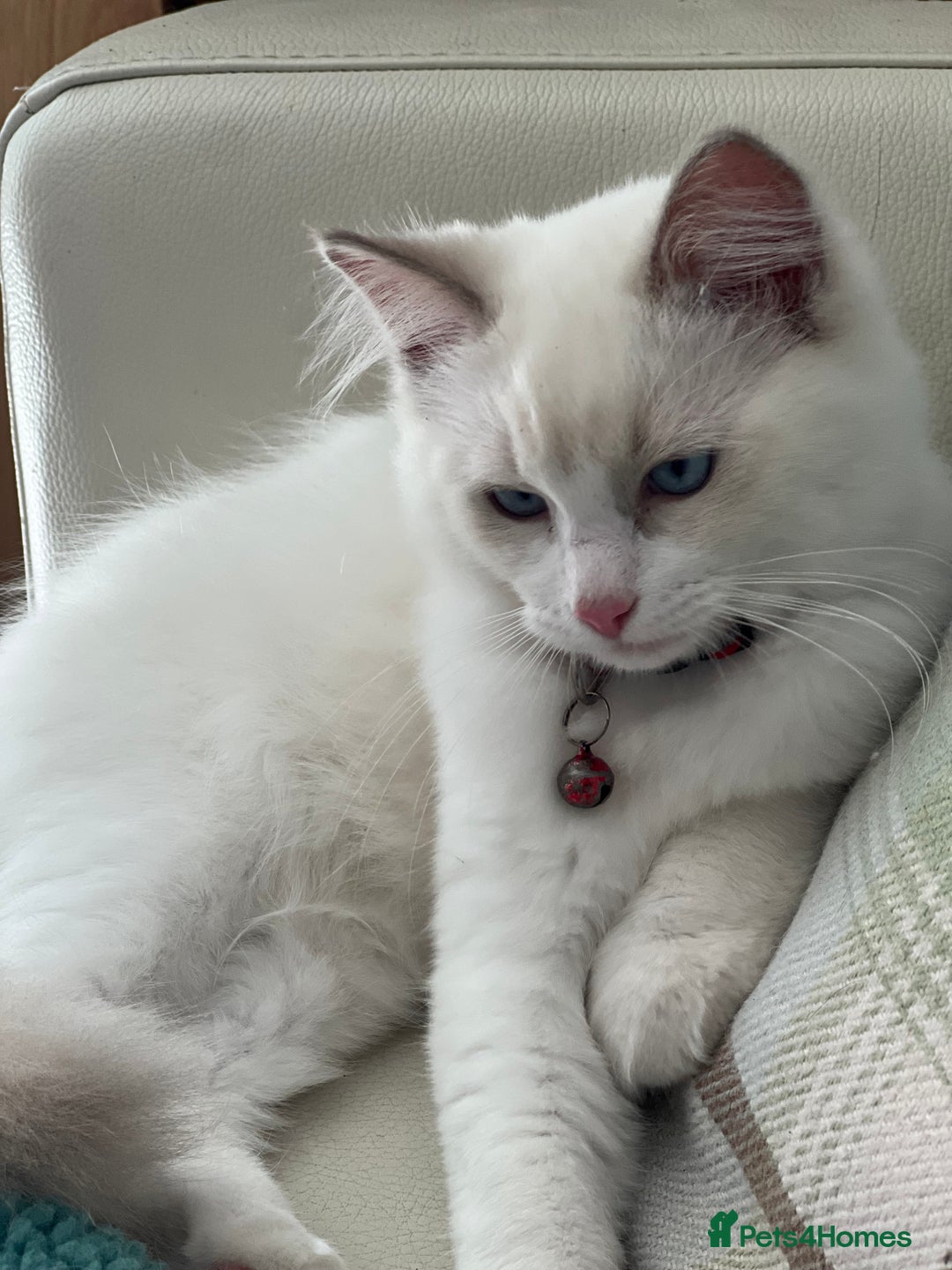 Ragdoll cats for sale: Rarest colour pedigree Ragdoll kittens - Image 1