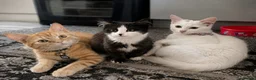 Turkish Angora cats for sale: Turkish - Advert 2