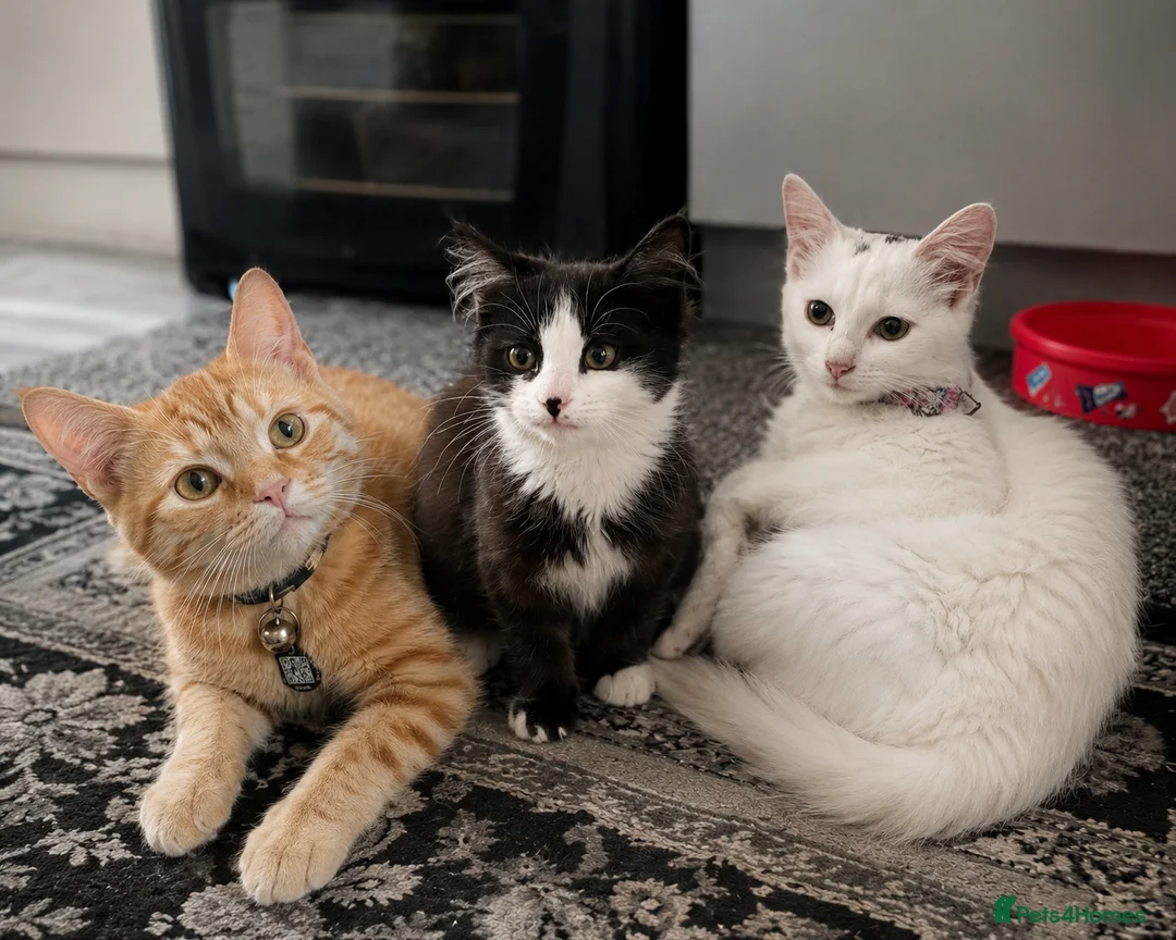 Turkish Angora cats for sale: Turkish - Advert 2