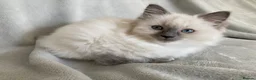 Ragdoll cats for sale: Beautiful Ragdoll Kittens - Advert 8