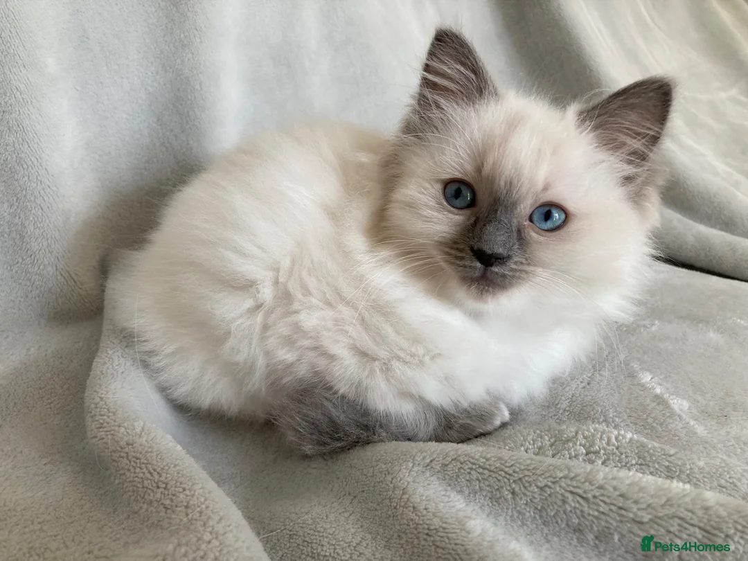 Ragdoll cats for sale: Beautiful Ragdoll Kittens - Advert 8