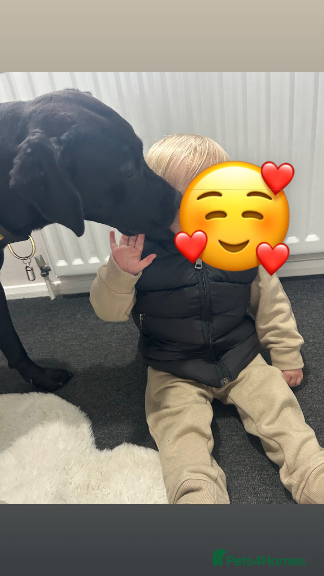 Mixed Breed dogs for sale: Peggy looking for her forever home  - Advert 6