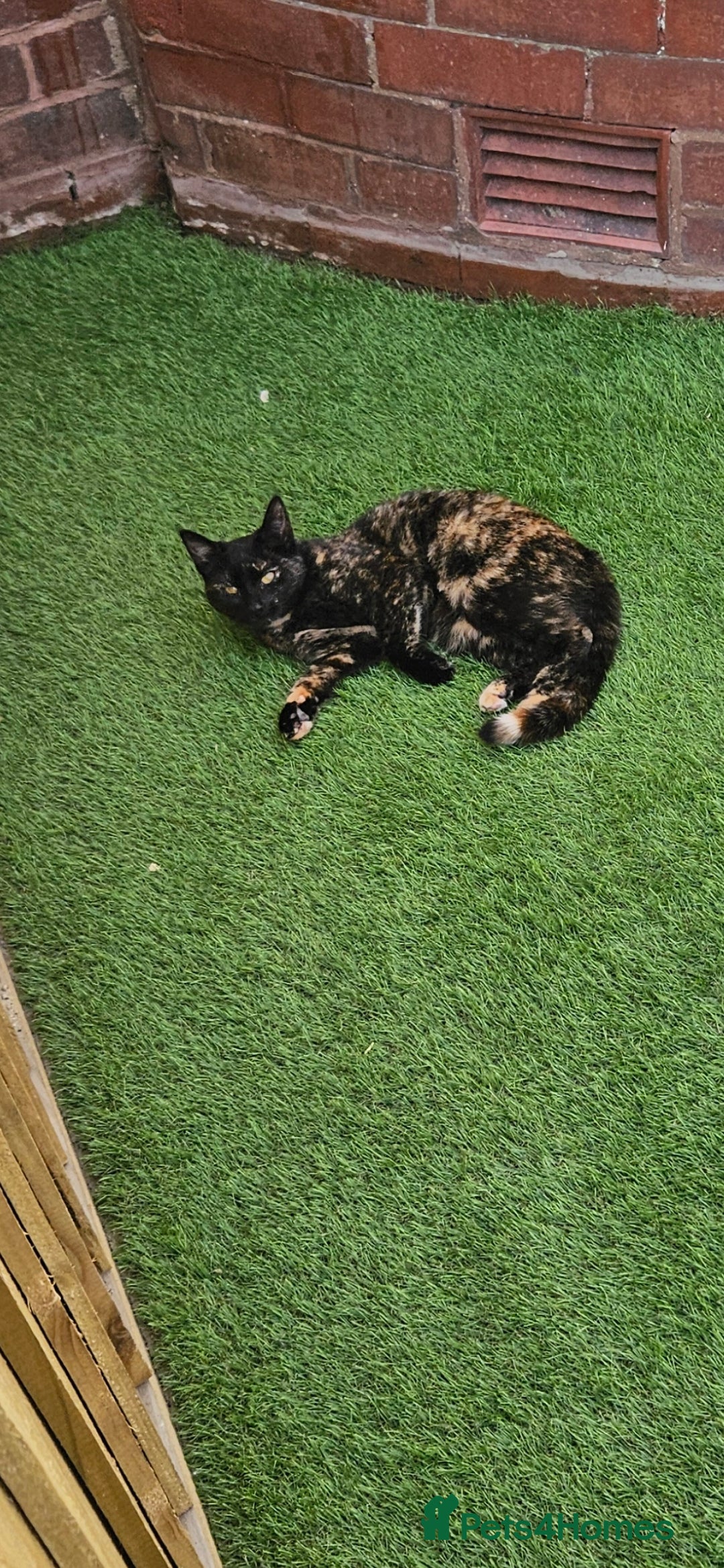 Mixed Breed cats for sale: Female and Male - Advert 6