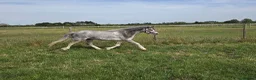 Welsh Section A horses for sale: Stunning Welsh sec A mare Toytown breeding - Advert 2
